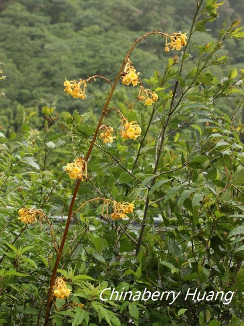 小囊山珊瑚