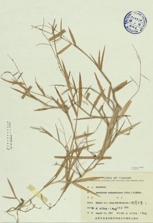 Brachiaria subquadripara (Trin.) Hitchc._標本_BRCM 4105