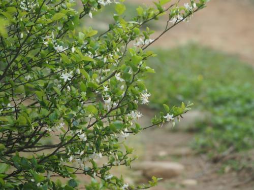 臺灣野茉莉