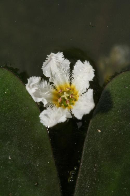 小莕菜-Gentianaceae龍膽科-x屬-Nymphoides coreana-IMG_1742