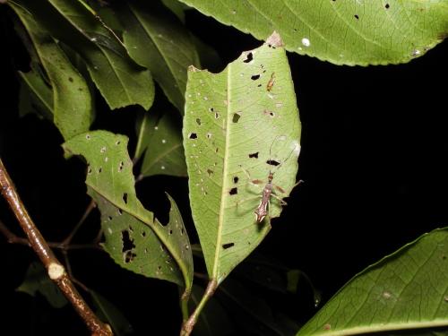 白斑素獵椿象 (六刺素獵椿象)