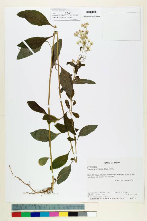 Vernonia cinerea (L.) Less._標本_BRCM 5135