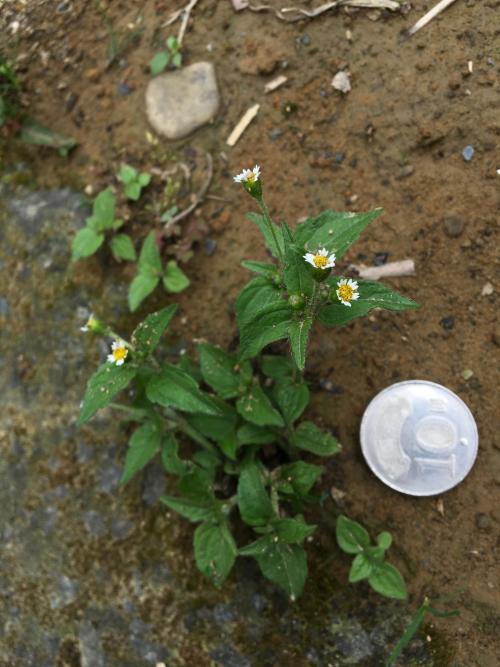 粗毛小米菊