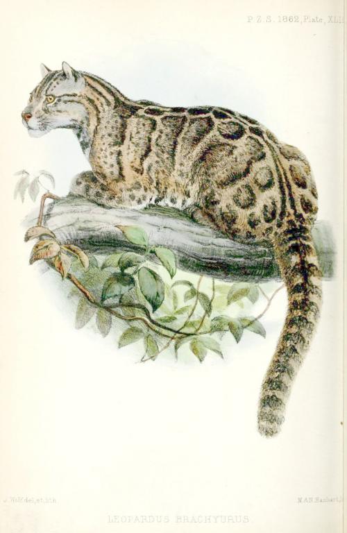 Leopardus brachyurus = Neofelis nebulosa brachyura