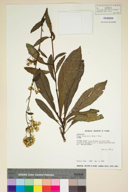 Blumea lanceolaria (Roxb.) Druce_標本_BRCM 3756