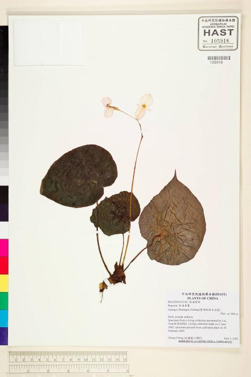 Begonia cirrosa × B. cavaleriei標本_BRCM 1841