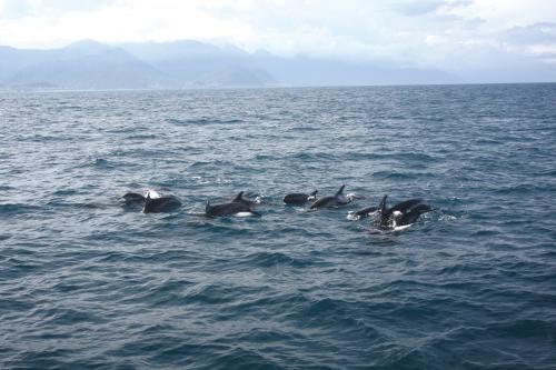 2010年臺灣東岸所記錄到的偽虎鯨