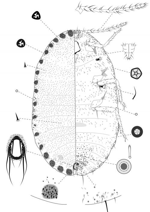 Rastrococcus spinosus (Robison, 1918)