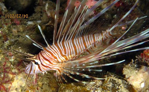 Pterois volitans 魔鬼簑鮋