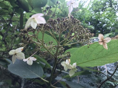 高山藤繡球