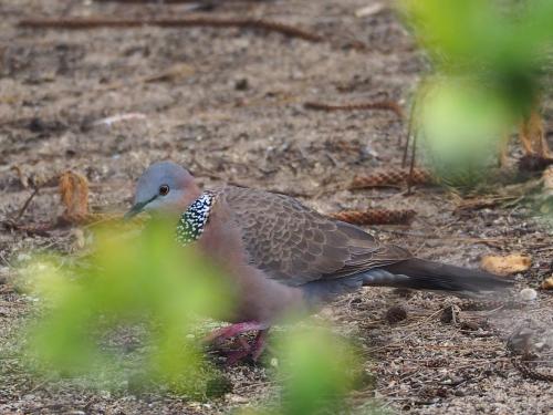 珠頸斑鳩(指名亞種)