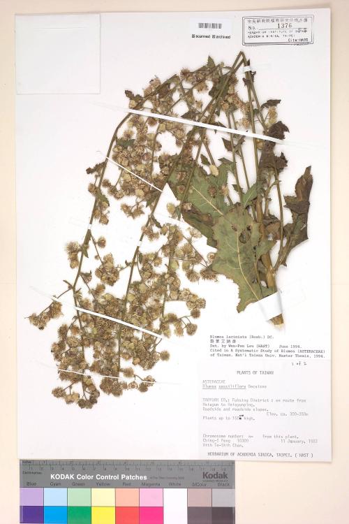 Blumea laciniata (Roxb.) DC._標本_BRCM 4840