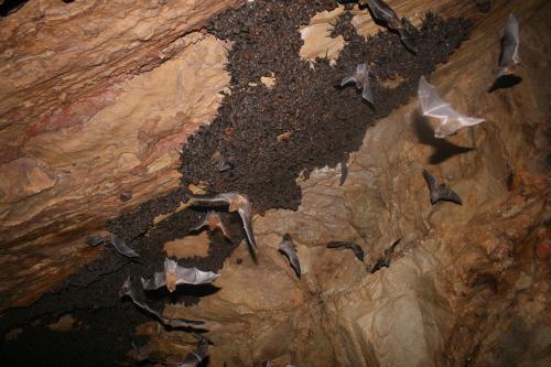 IMG_8769_蝙蝠數量已經多到棲息到主洞外