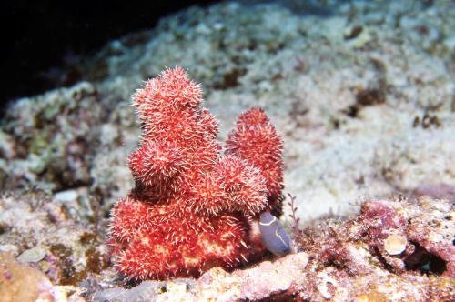 尖刺棘穗軟珊瑚