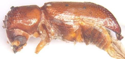 Xylocis tortilicornis Lense