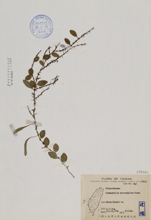 Lemmaphyllum microphyllum Presl_標本_BRCM 4606