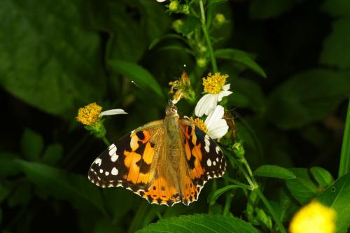 20091002_347206_Vanessa cardui_a.jpg