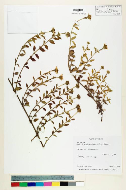 Wedelia prostrata (Hook. & Arn.) Hemsl._標本_BRCM 6366