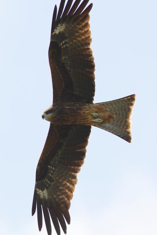 黑鳶