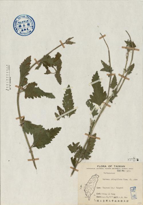 Verbena phlogiflora Cham._標本_BRCM 4464