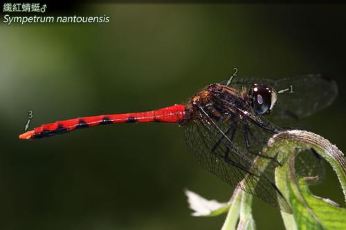 14-46 纖紅蜻蜓