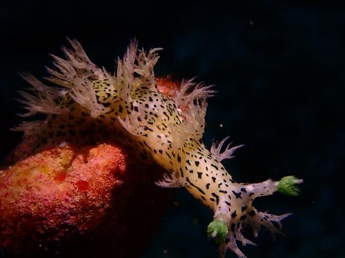 Triton Seaslugs