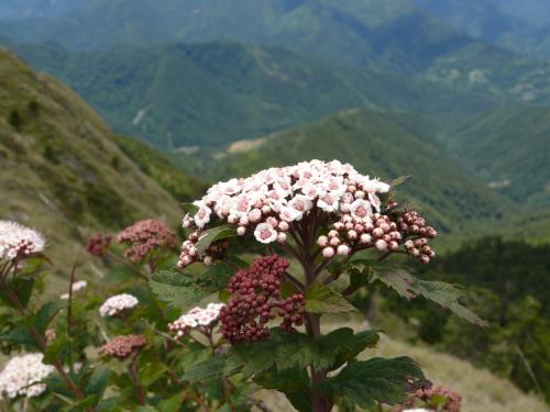 假繡線菊