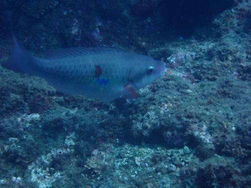 福氏鸚哥魚