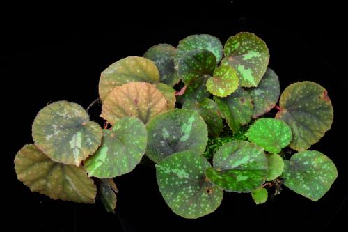 Begonia rubiteae M.Hughes