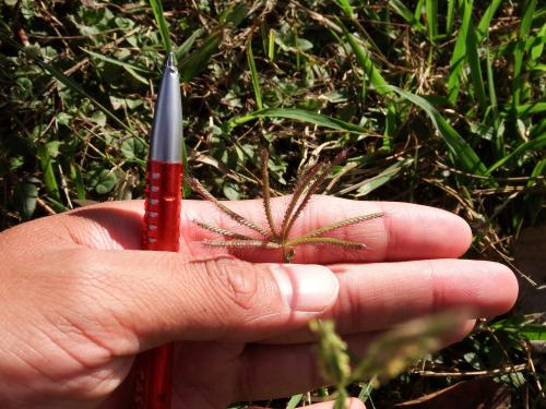 虎尾草、刺虎尾草、孟仁草