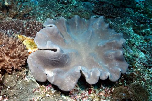 肥厚肉質軟珊瑚