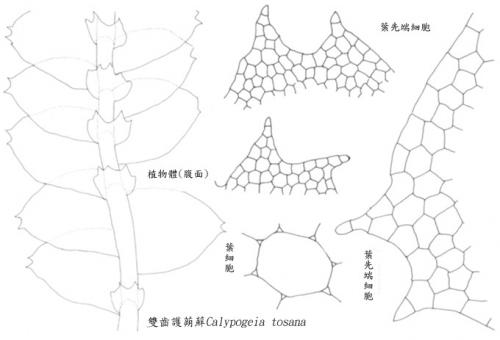 雙齒護蒴蘚