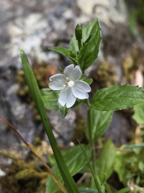 黑龍江柳葉菜