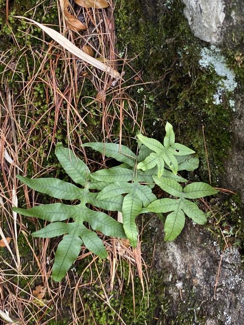 玉山茀蕨