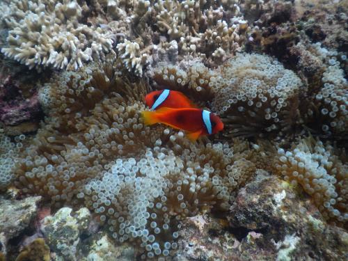 白條雙鋸魚