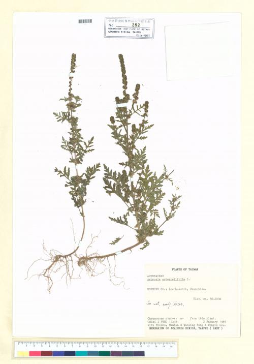 Ambrosia artemisiifolia L._標本_BRCM 5661