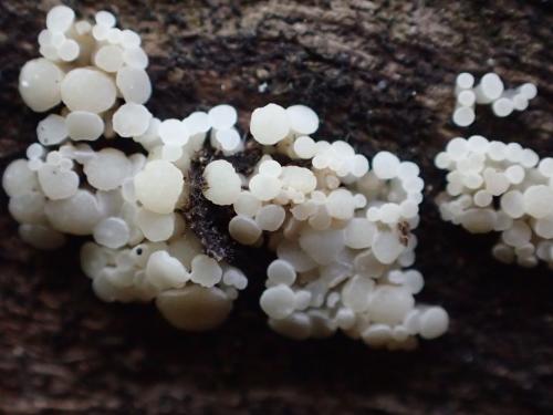 Bisporella pallescens(白小雙孢盤菌)