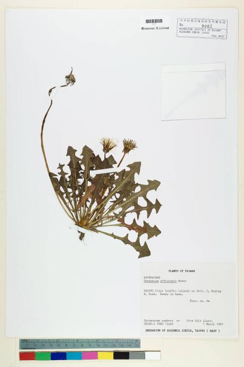 Taraxacum officinale F.H. Wigg._標本_BRCM 5643