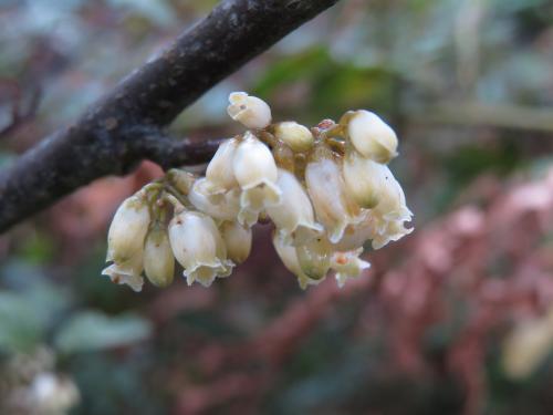 山桂花