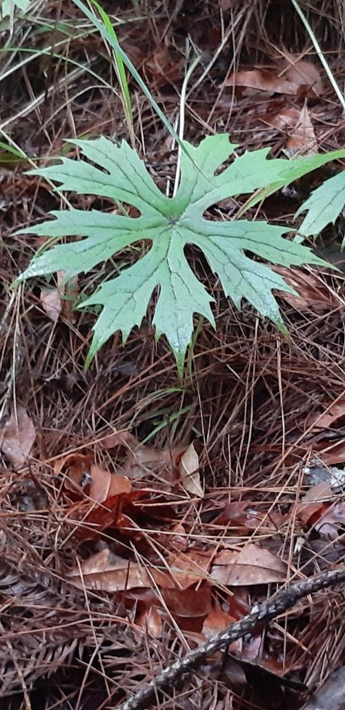 高山破傘菊