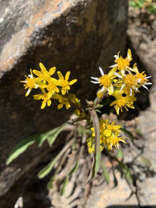 一枝黄花 (金鎖 野黄菊)