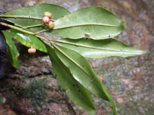 小葉樹杞