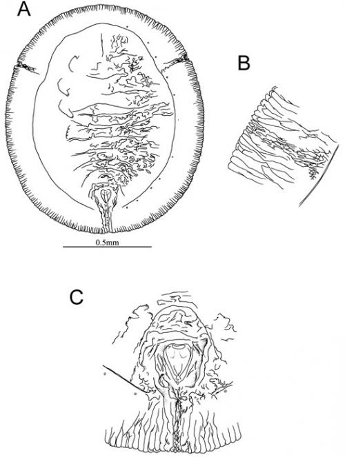 Aleurolobus taonabae  (Kuwana, 1911)  厚皮香穴粉蝨