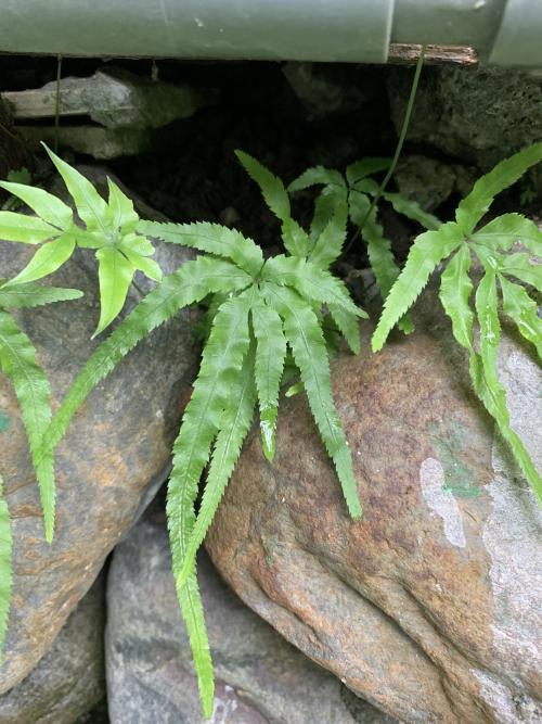 井欄邊草 (鳳尾蕨)