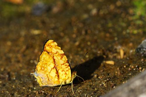 20090927_347200_Symbrenthia lilaea formosaus_a.jpg