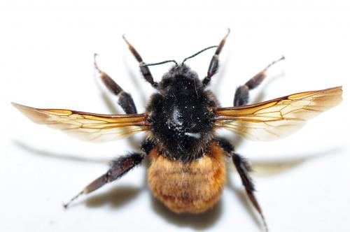 熊蜂 Bombus sp.