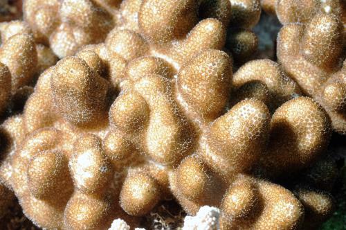 松球小枝軟珊瑚