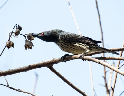 亞洲輝椋鳥