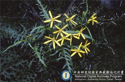Senecio kuanshanensis C. I Peng & S. W. Chung_BRCM 6095