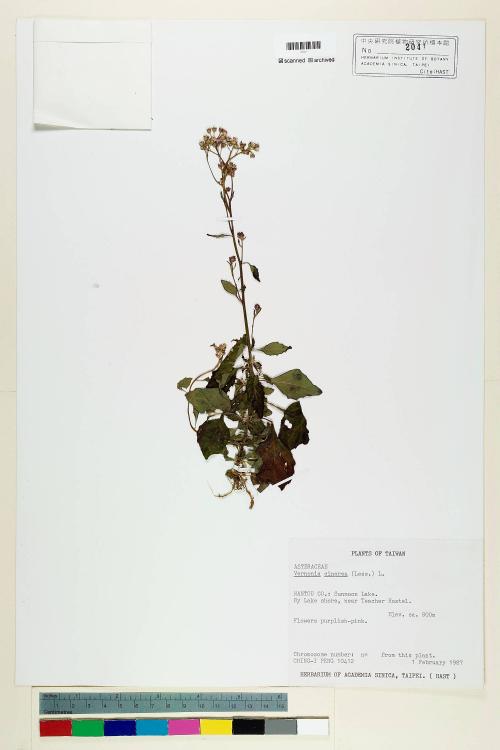 Vernonia cinerea (L.) Less._標本_BRCM 5119